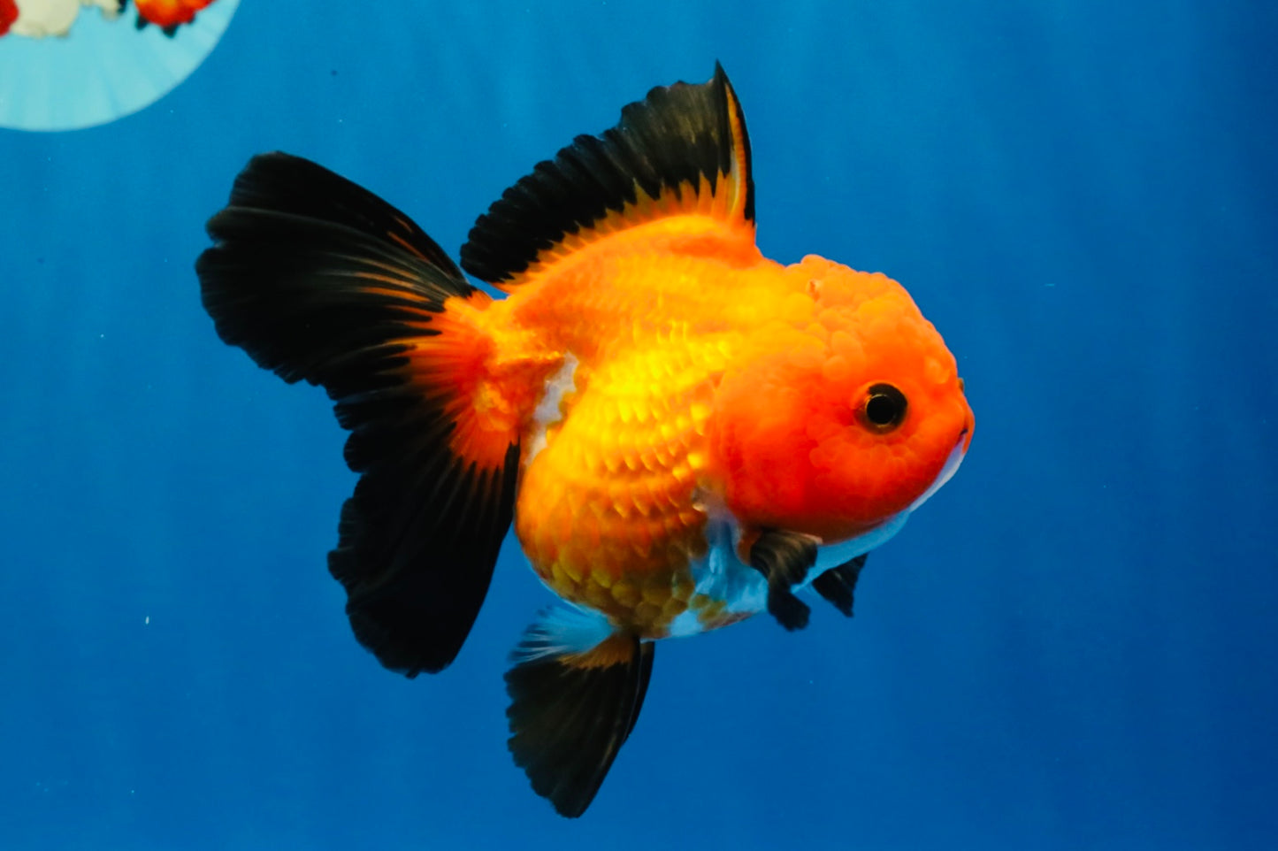 [SINGLE] Apache Oranda Female 4-4.5 inches #030626SO_08