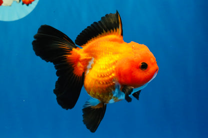 [SINGLE] Apache Oranda Female 4-4.5 inches #030626SO_08