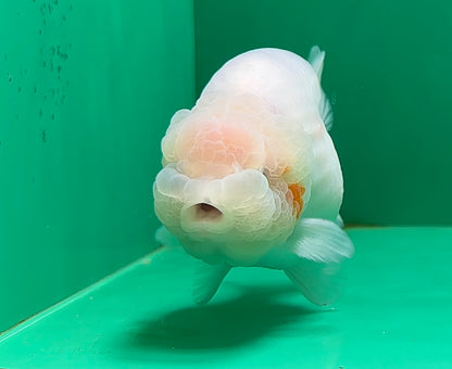 [SINGLE] White Sakura Lionchu Male 4.5 inches #070425SL_07
