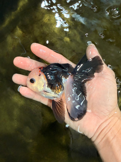 [SINGLE] Tricolor Oranda Male 4-4.5 inches #103125SO_01