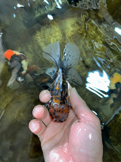 [SINGLE] Pepper Tiger Oranda Female 4.5 inches #080825SO_03
