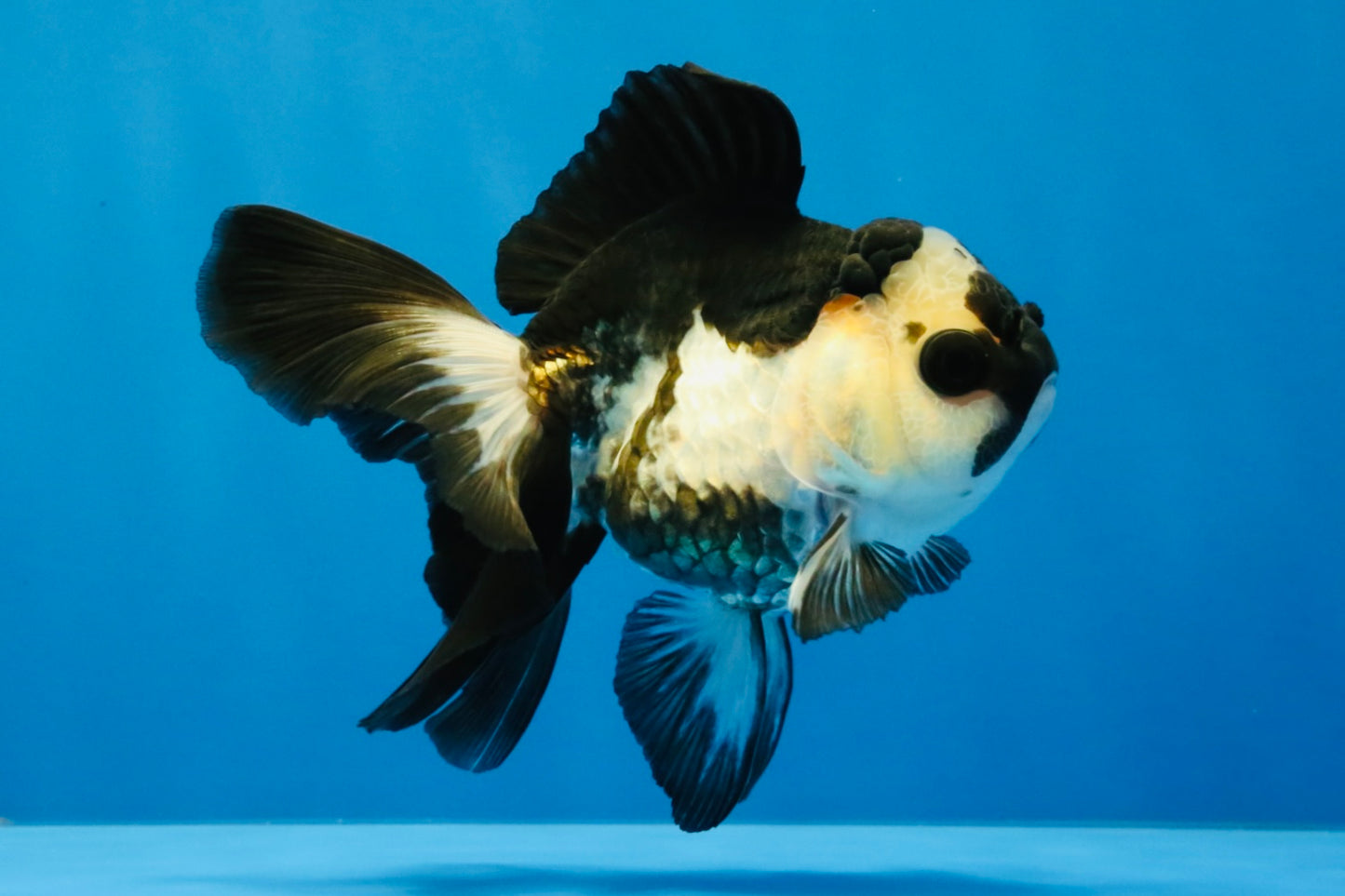 [SINGLE] Panda Oranda Female 4-4.5 inches #041026SO_03