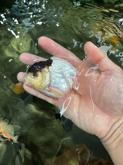 [COUPLE] Button Eyes Tricolor Female & Panda  Male Oranda 4.5 inches #052325CO_08