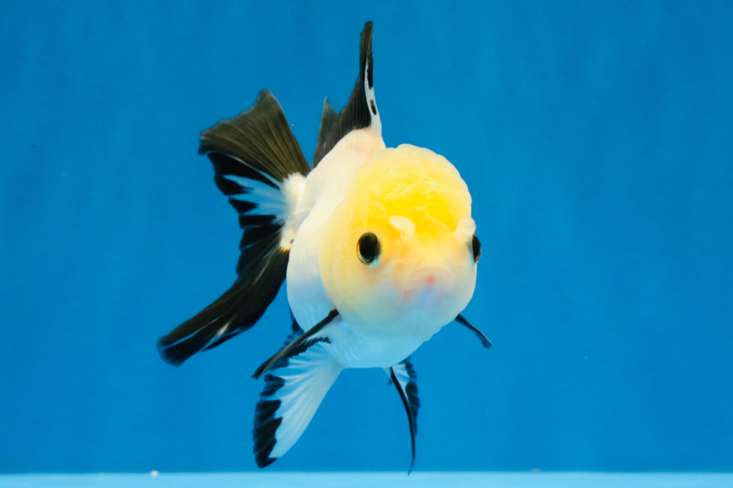 [SINGLE] Panda Button Eyes Oranda Female 4-4.5 inches #041026SO_04