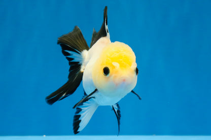 [SINGLE] Panda Button Eyes Oranda Female 4-4.5 inches #041026SO_04