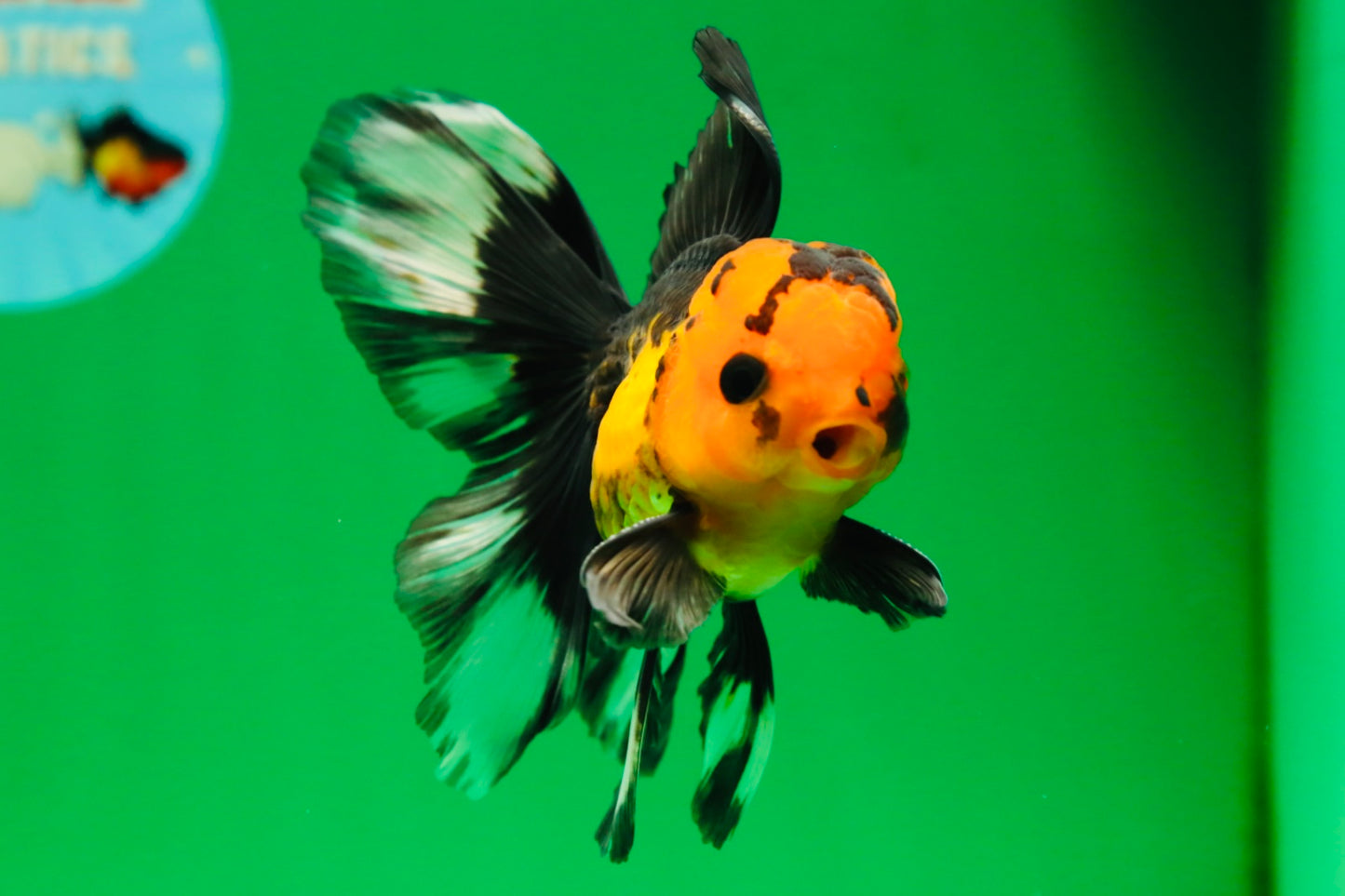 [SINGLE] Apache Button Eyes Male Oranda 4.5 inches #080125SO_04