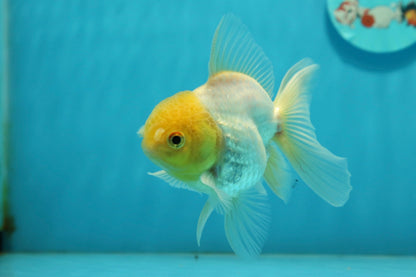 [SINGLE] Lemonhead Oranda Male 4-4.5 inches #112924SO_09