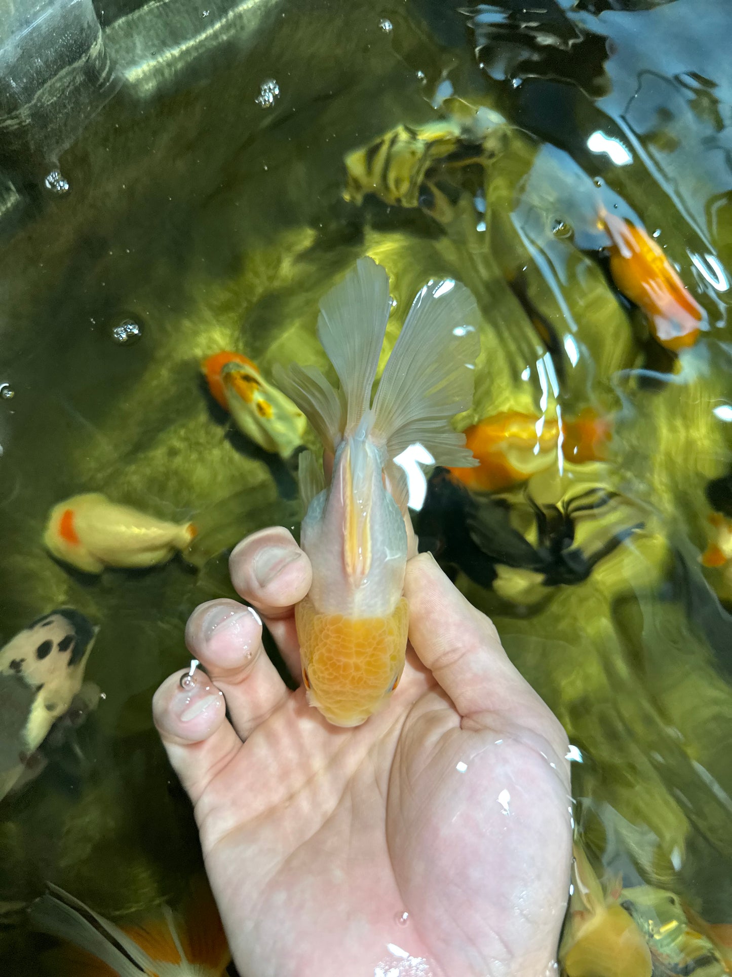 [QUAD] Mix Color All Male Oranda 4.5 inches #051625QO_08