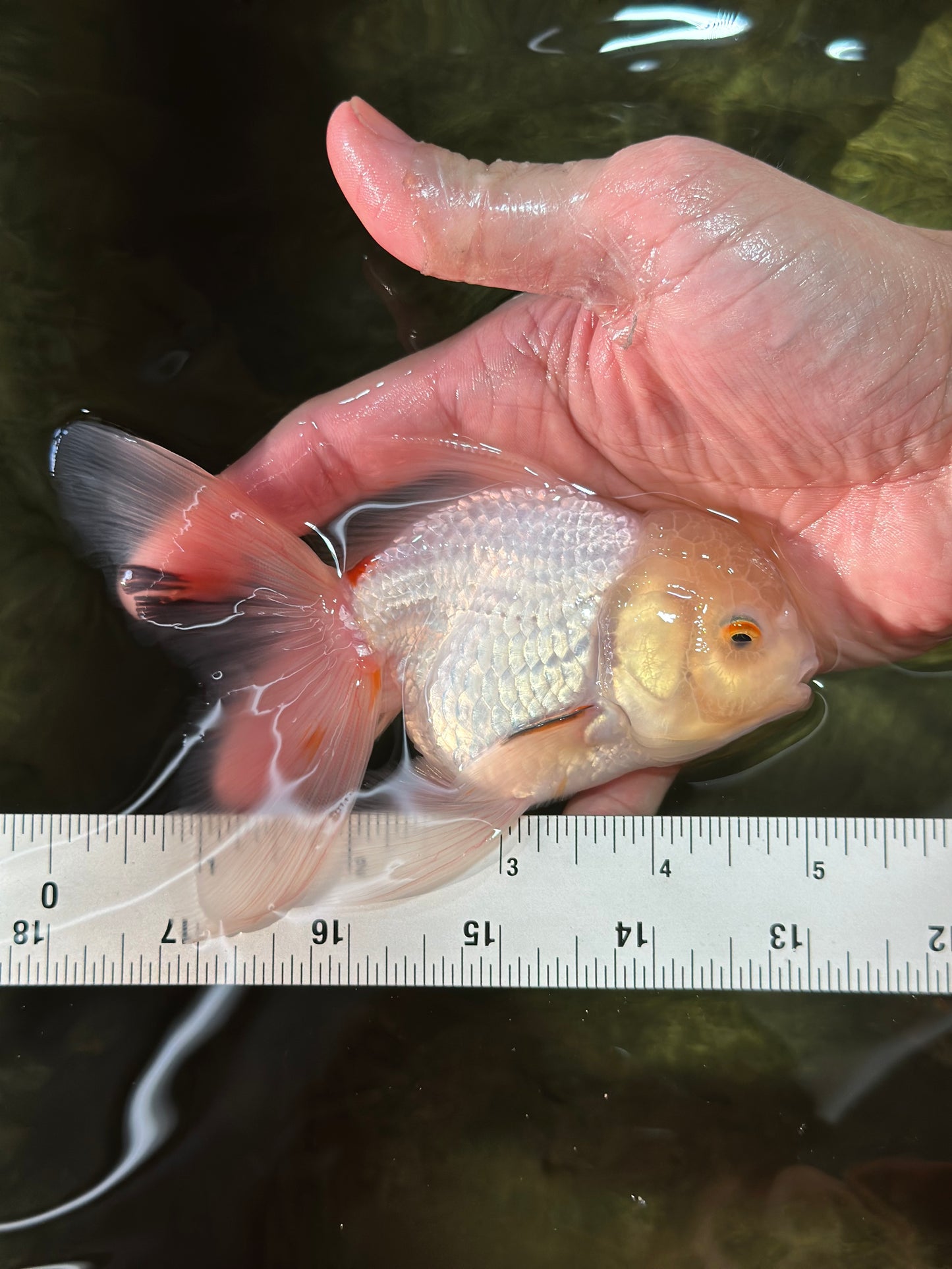 [SINGLE] White Oranda Male 5 inches #011725SO_01