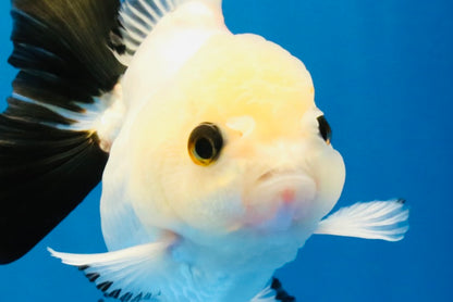 [SINGLE] Panda Oranda Male 4 inches #041026SO_08