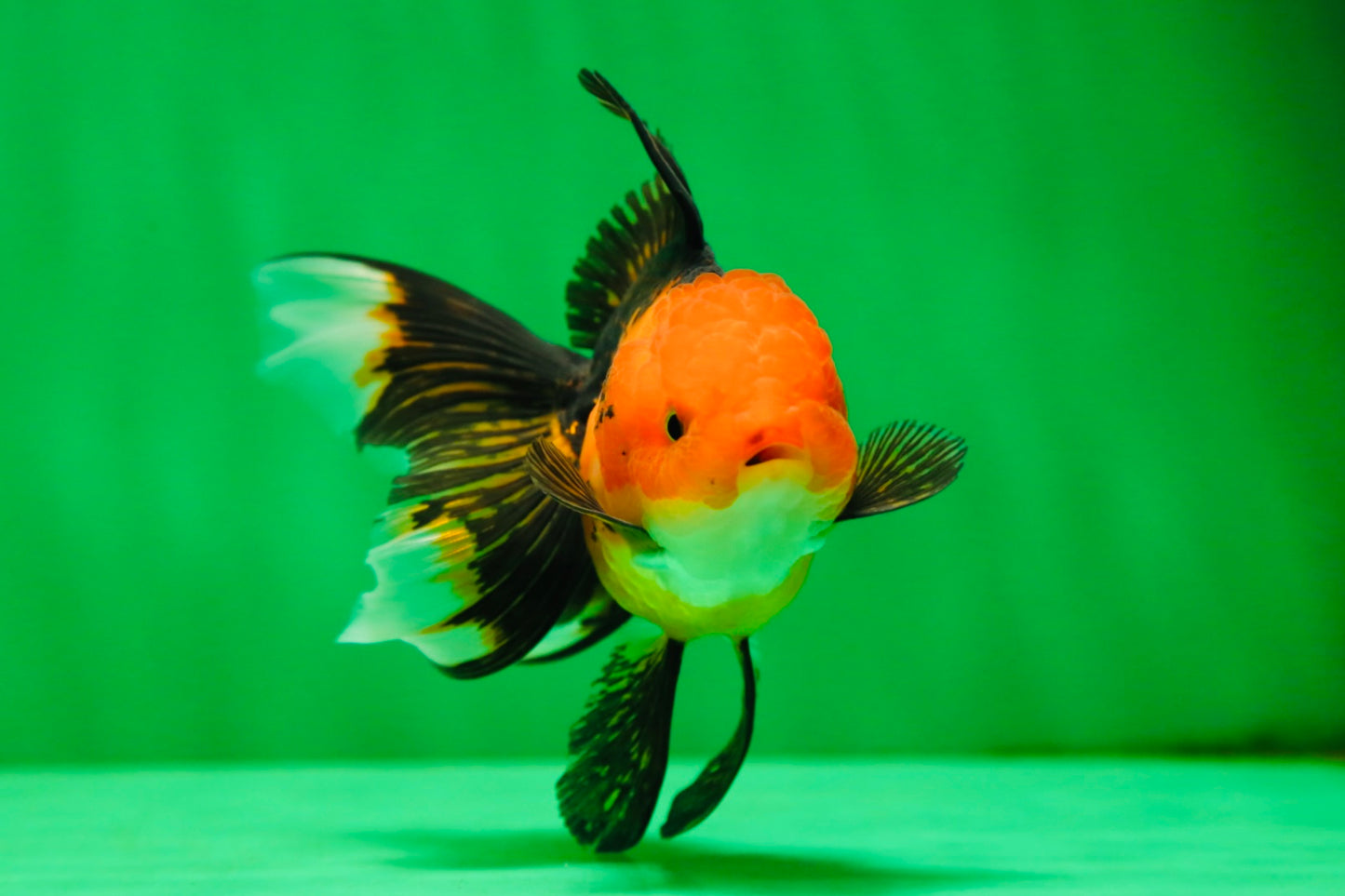 [SINGLE] Apache Oranda Female 4 inches #081525SO_09