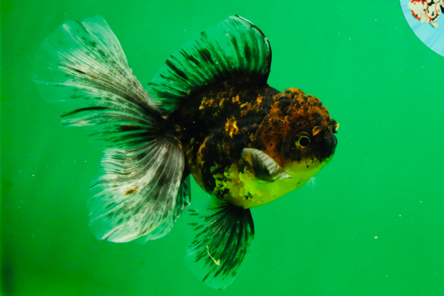 [SINGLE] Tiger Oranda Male 5 inches #103125SO_02