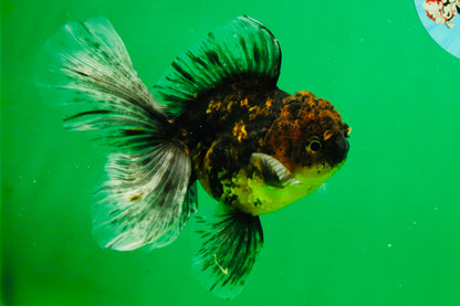[SINGLE] Tiger Oranda Male 5 inches #103125SO_02