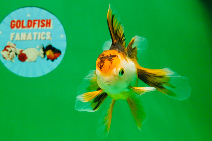 [SINGLE] Tricolor Oranda Female 4.5-5 inches #112125SO_06