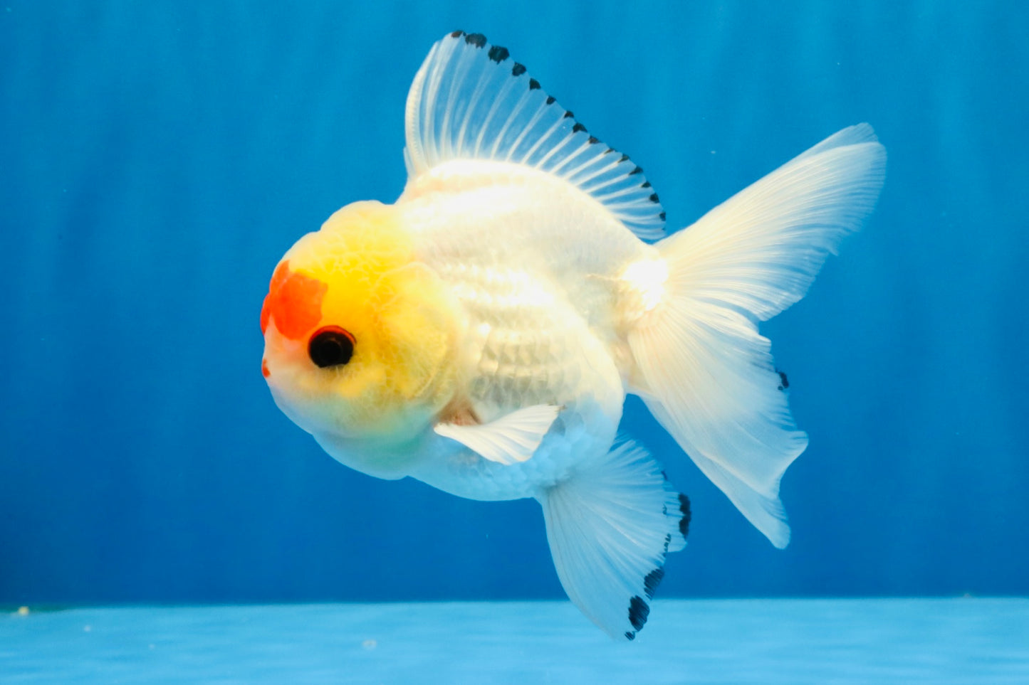 [SINGLE] Red White Oranda Male 4-4.5 inches #041026SO_10