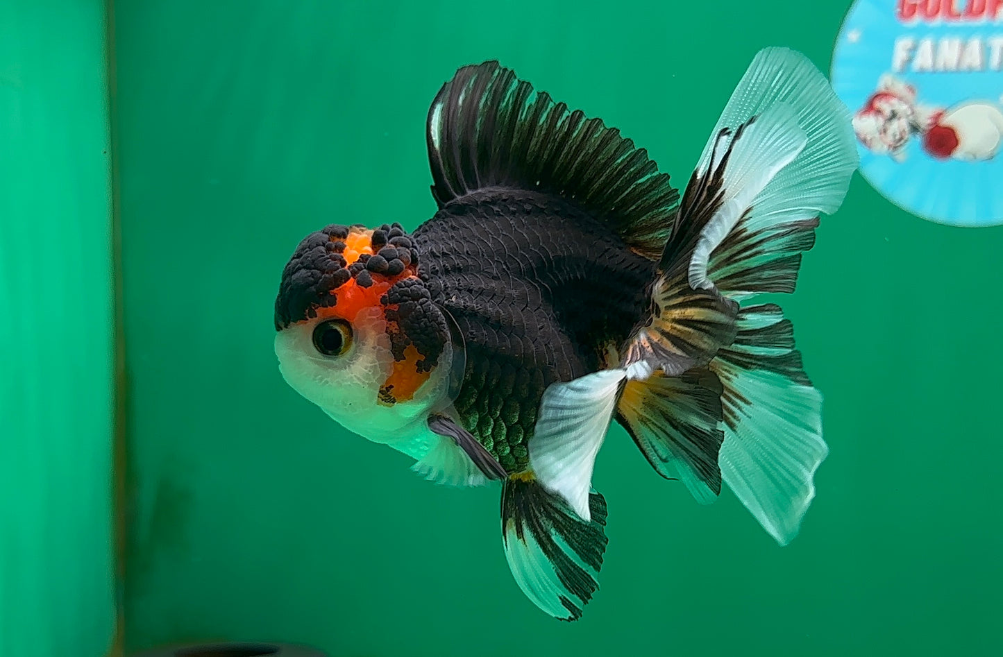 [SINGLE] Tricolor Oranda Male 4.5 inches #062025SO_05