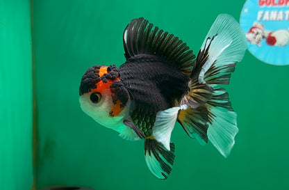 [SINGLE] Tricolor Oranda Male 4.5 inches #062025SO_05