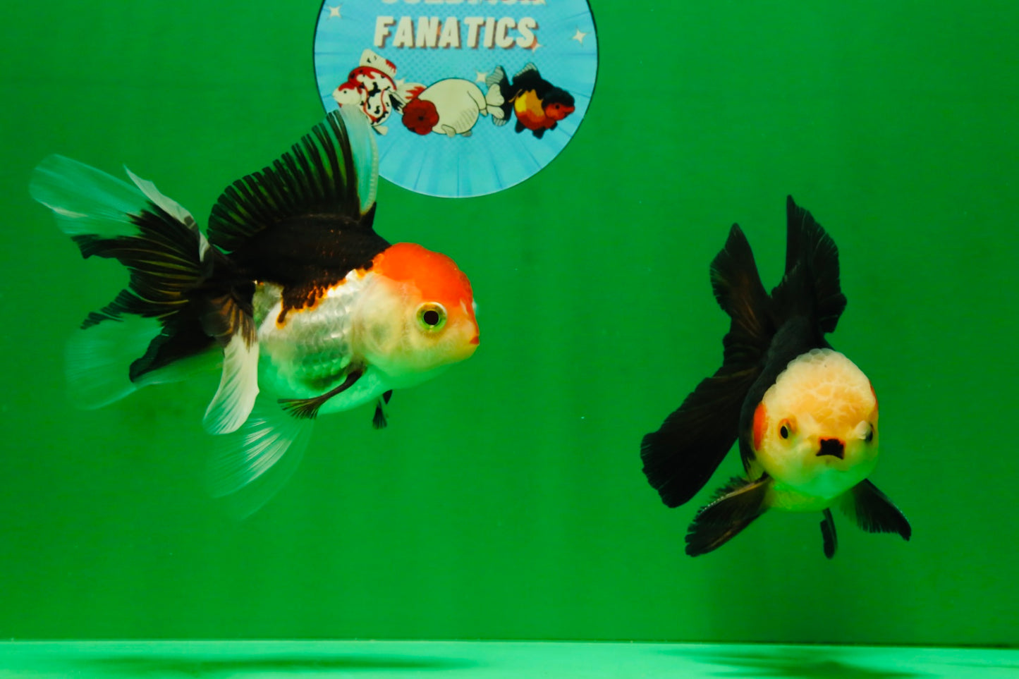 [COUPLE] White Head Male & Red Head Tricolor Female 4-4.5 inches #091925CO_05