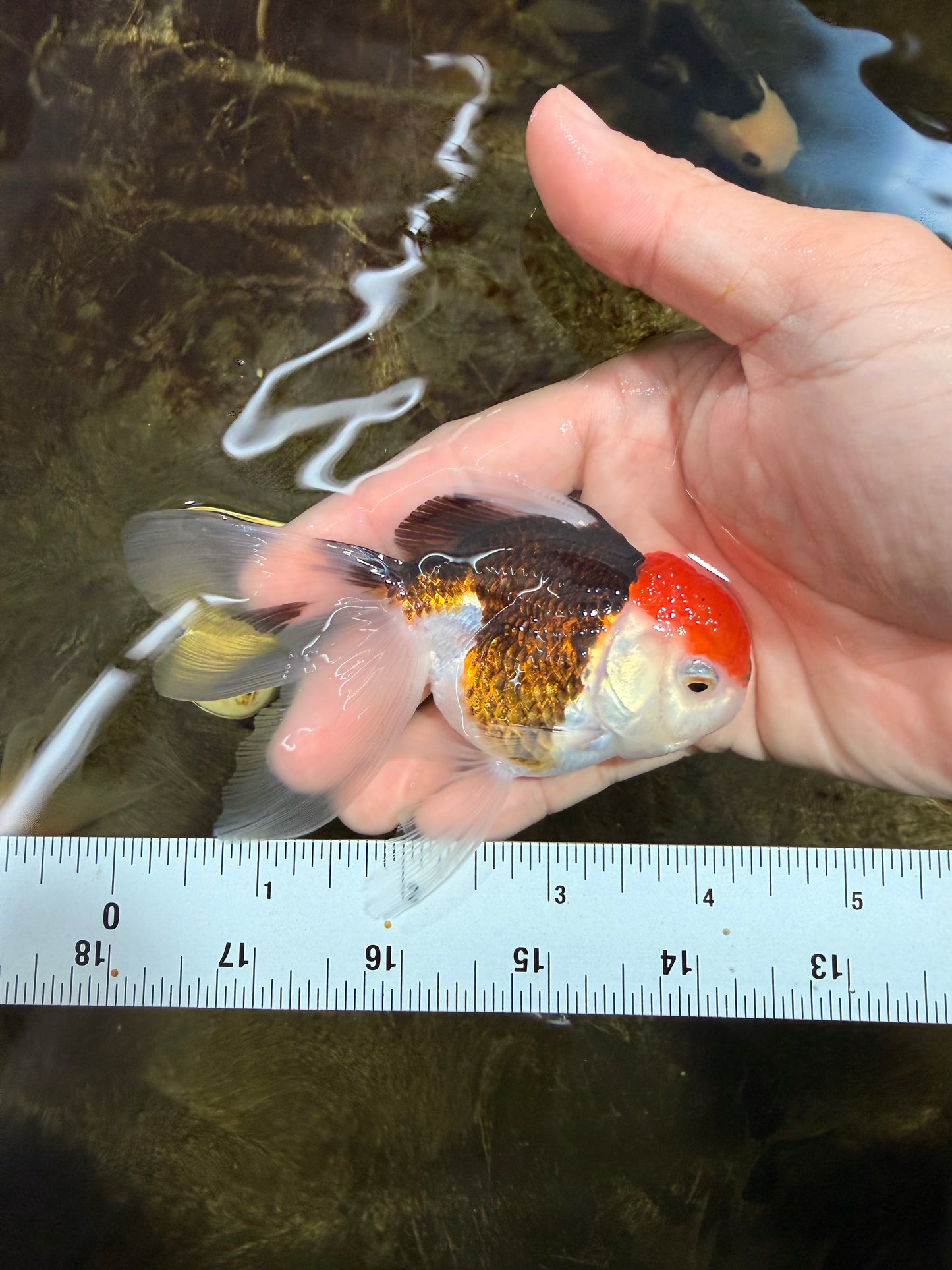 [SINGLE] Tricolor Oranda Female 4-4.5 inches #111425SO_04