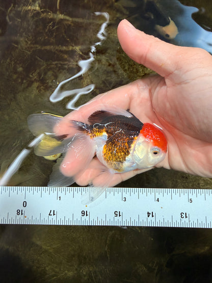 [SINGLE] Tricolor Oranda Female 4-4.5 inches #111425SO_04