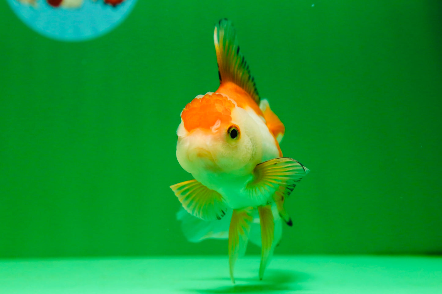 [SINGLE] Orange White Oranda Female 5 inches #081525SO_08