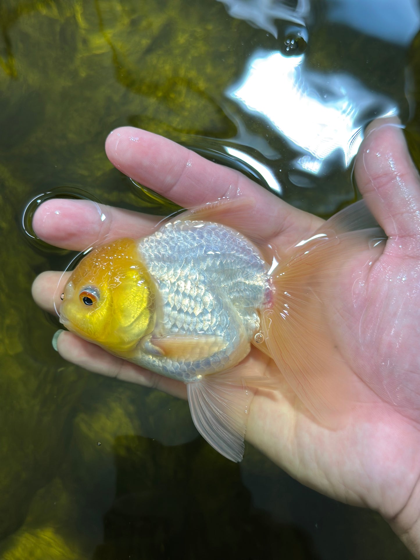 [SINGLE] Lemonhead Oranda Male 4-4.5 inches #112924SO_09