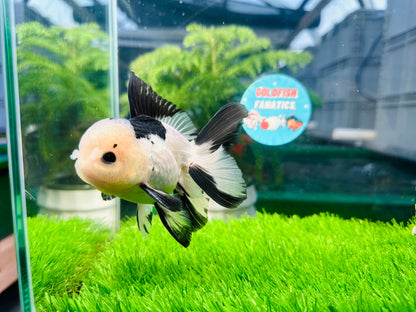 [SINGLE] Panda Button Eyes Oranda Male size 4.5 inches #112224SO_07