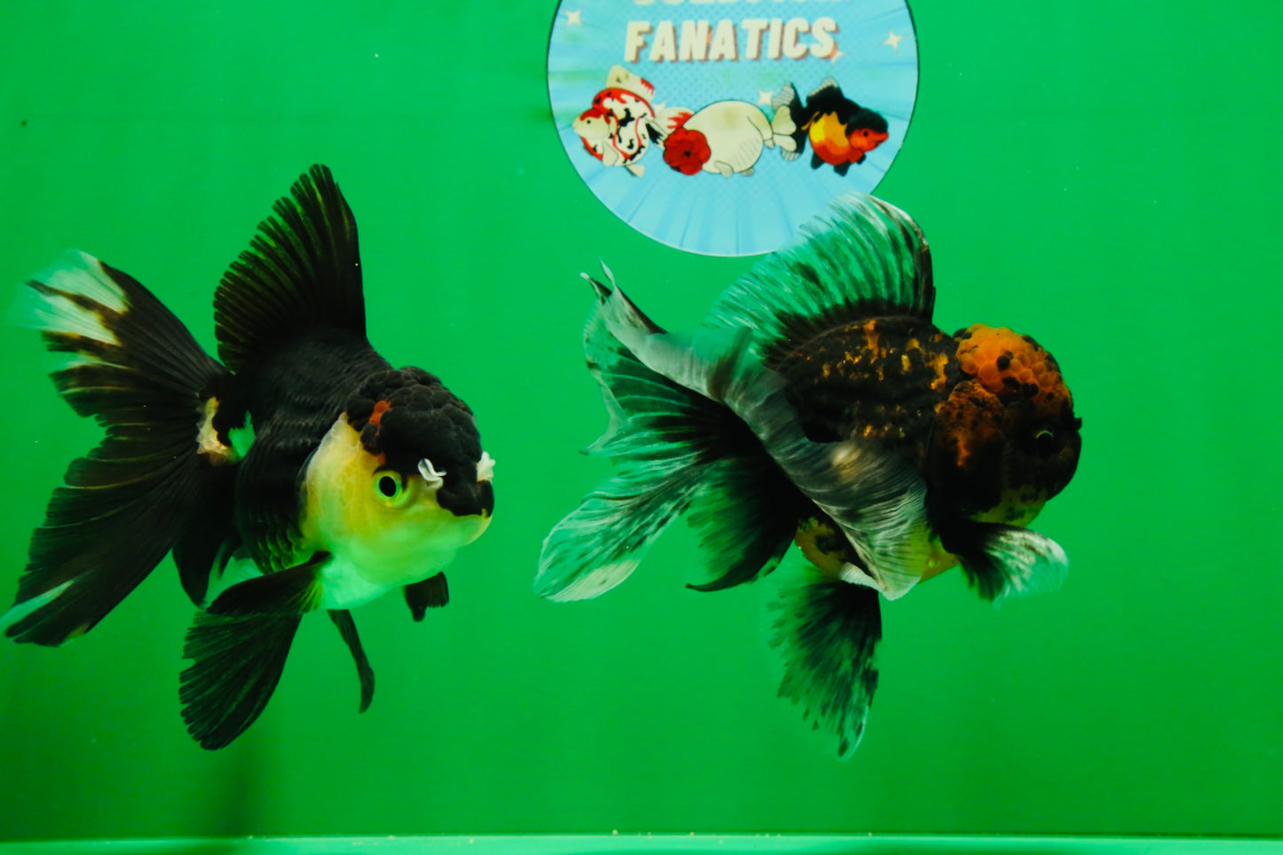 [COUPLE] Tiger Male & Panda Female Oranda 4.5 inches #101025CO_06