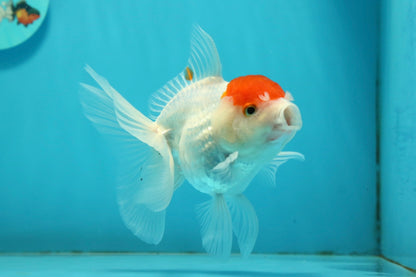 [SINGLE] Tancho Oranda Male 4.5 inches #112924SO_12