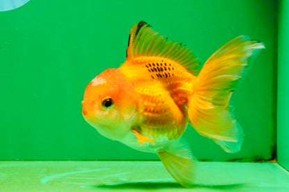 [SINGLE] Orange Female 4.5 inches #103125SO_04