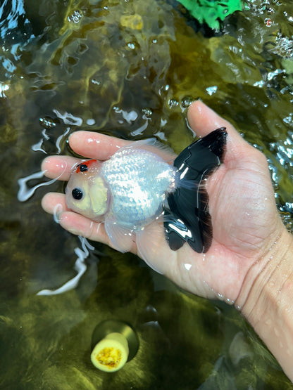 [SINGLE] Tricolor Oranda Male 4-4.5 inches #091925SO_09