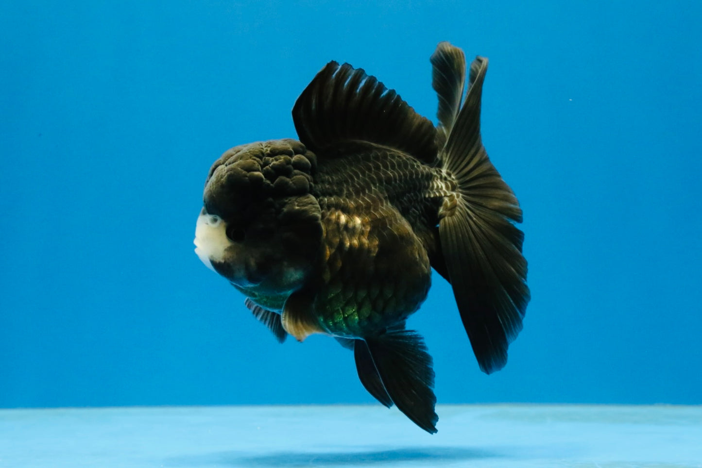 [SINGLE] Black Oranda Female 4-4.5  inches #040326SO_03