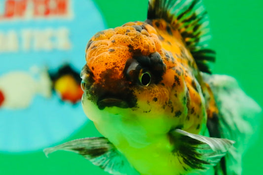 [SINGLE] Pepper Calico Male Oranda 4.5 inches #080125SO_10