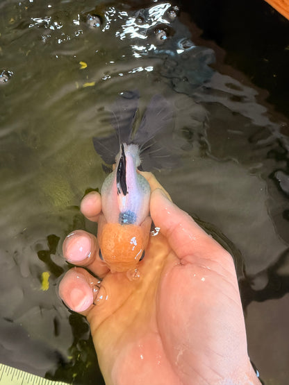[SINGLE] Panda Button Eyes Oranda Female 4-4.5 inches #041026SO_04