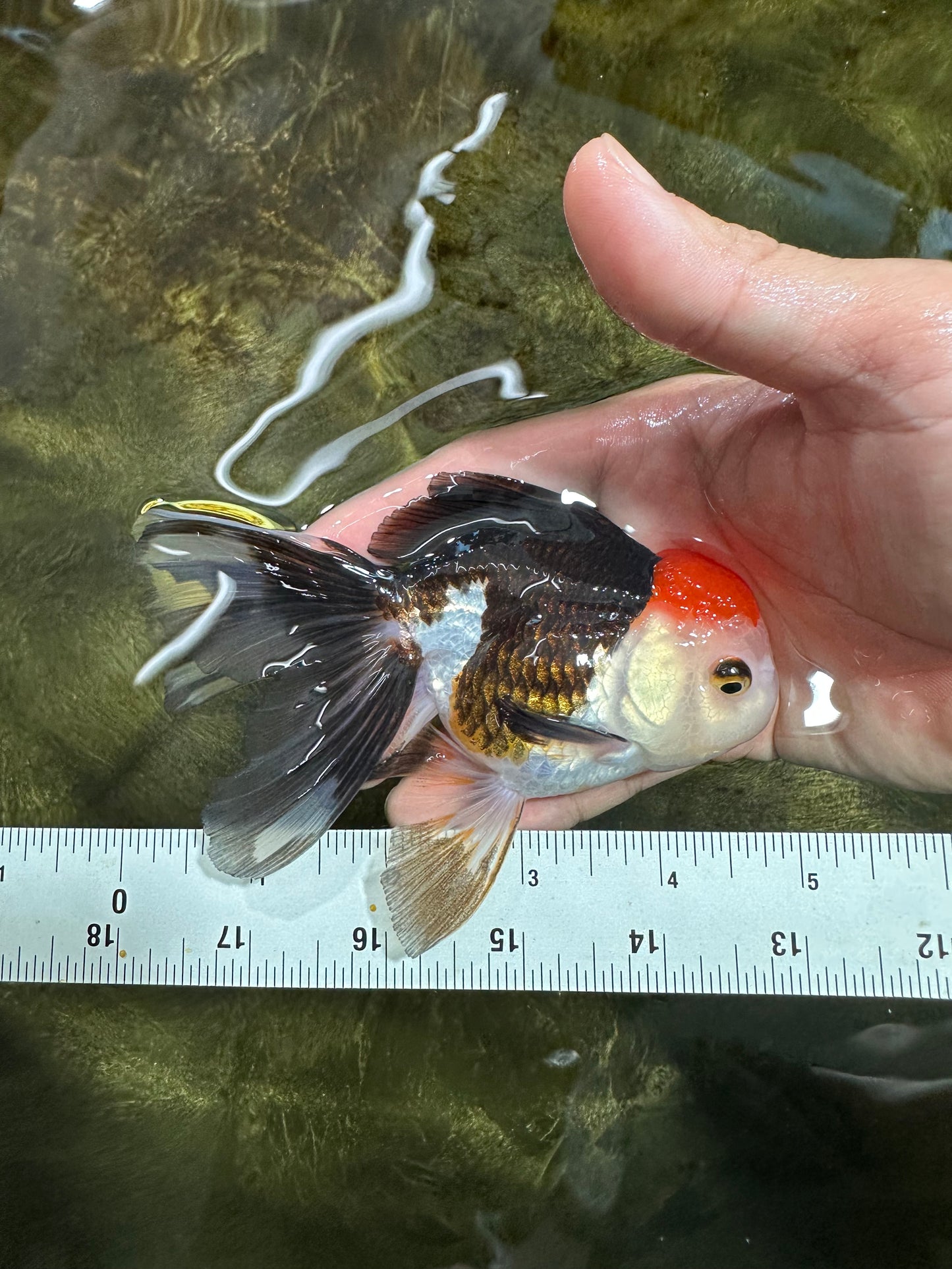 [COUPLE] Tricolor Male & Panda Female Oranda 4.5 inches #101025CO_02