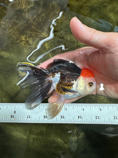 [COUPLE] Tricolor Male & Panda Female Oranda 4.5 inches #101025CO_02