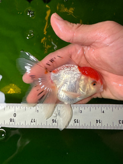 [QUAD] - Red Cap (2) Male & (2) Female 4-inches Oranda #110824SO_13