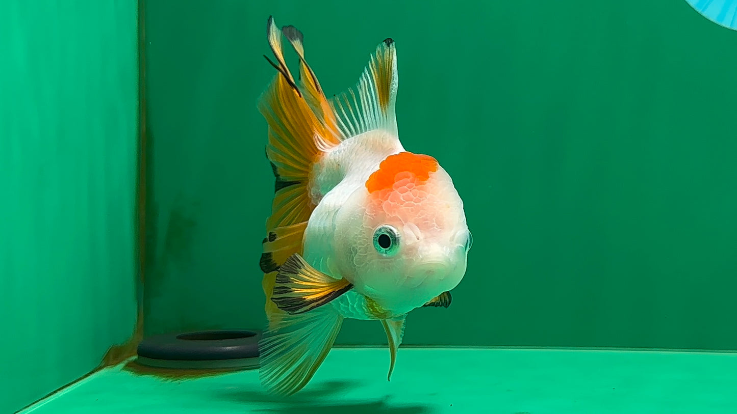 [SINGLE] Tricolor Oranda Female 4.5 inches #062025SO_07
