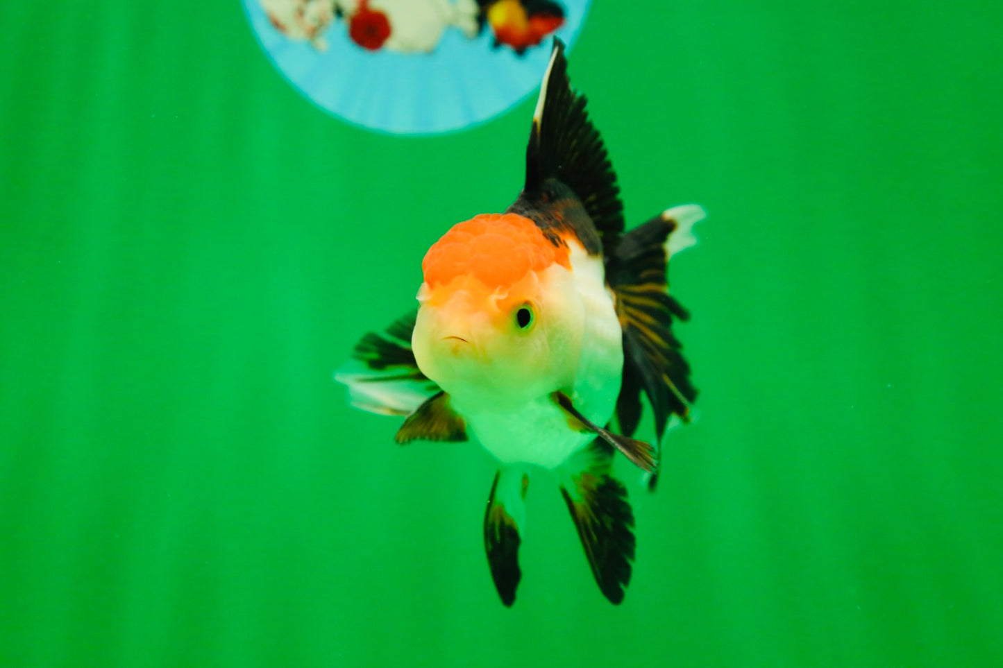 [SINGLE] Tricolor Female Oranda 4.5 inches #080125SO_01