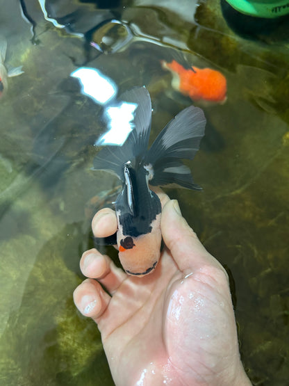[SINGLE] Panda Male Oranda 4.5 inches #080125SO_09
