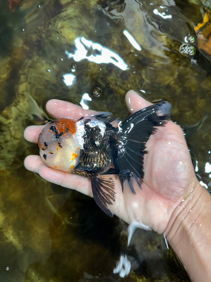 [SINGLE] Tricolor Oranda Male 4.5 inches #082225SO_01