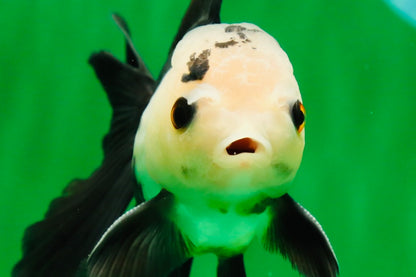 [SINGLE] Panda Button Eyes Oranda Male 4-4.5 inches #122024SR_03