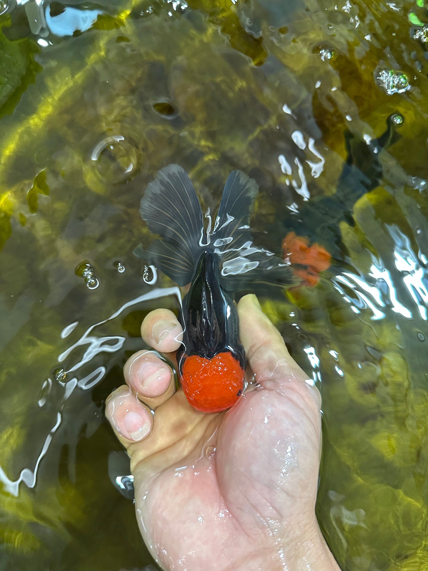 [SINGLE] Panda Oranda Male 4.5 inches #090525SO_06