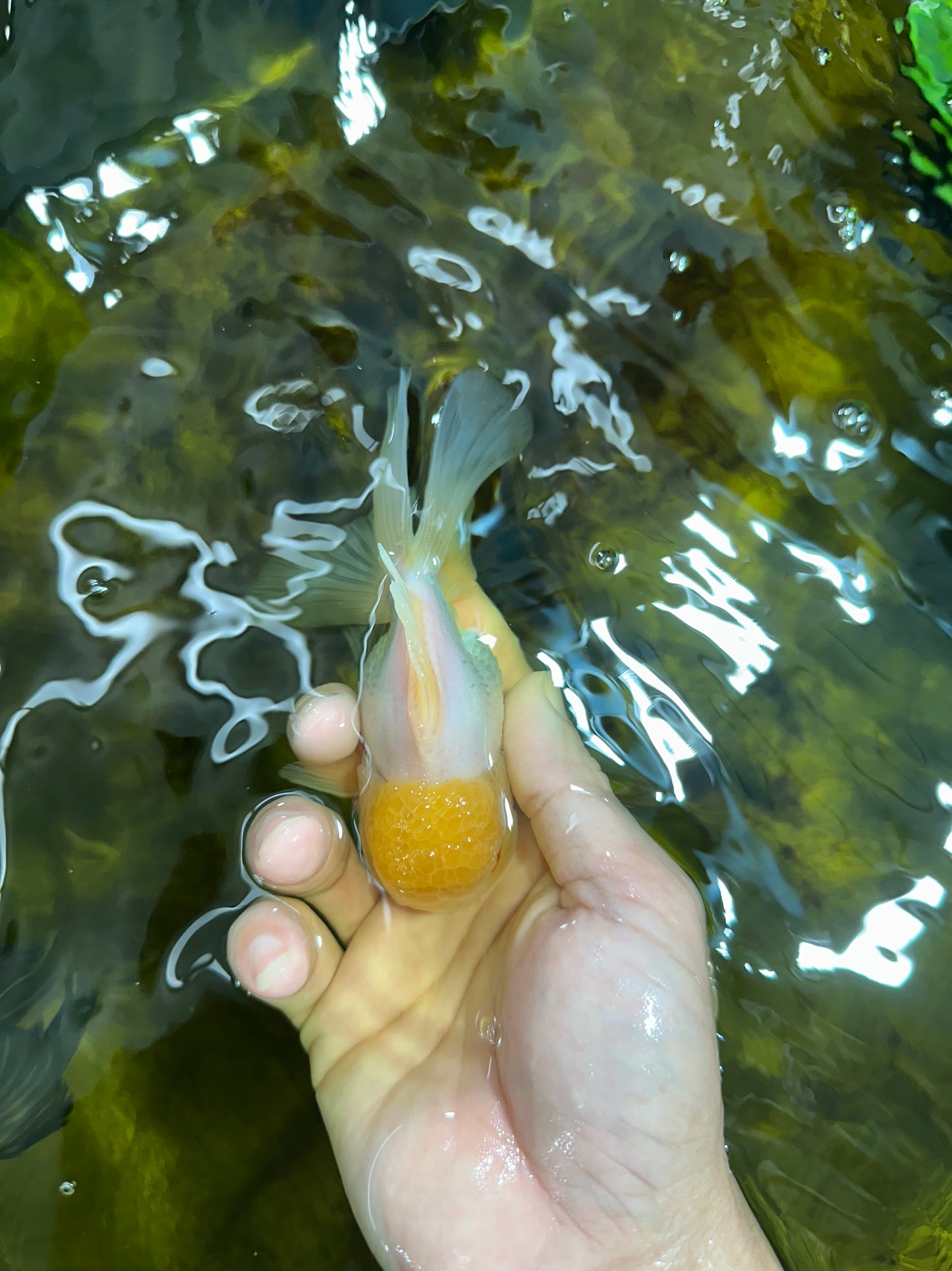 [SINGLE] Lemonhead Oranda Male 4.5 inches #090525SO_07