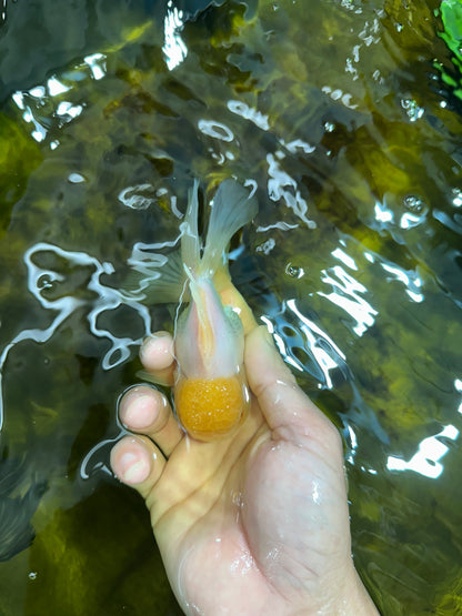 [SINGLE] Lemonhead Oranda Male 4.5 inches #090525SO_07