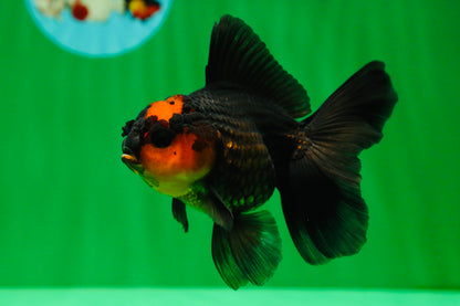 [SINGLE] Apache Oranda Female 4.5 inches #081525SO_07