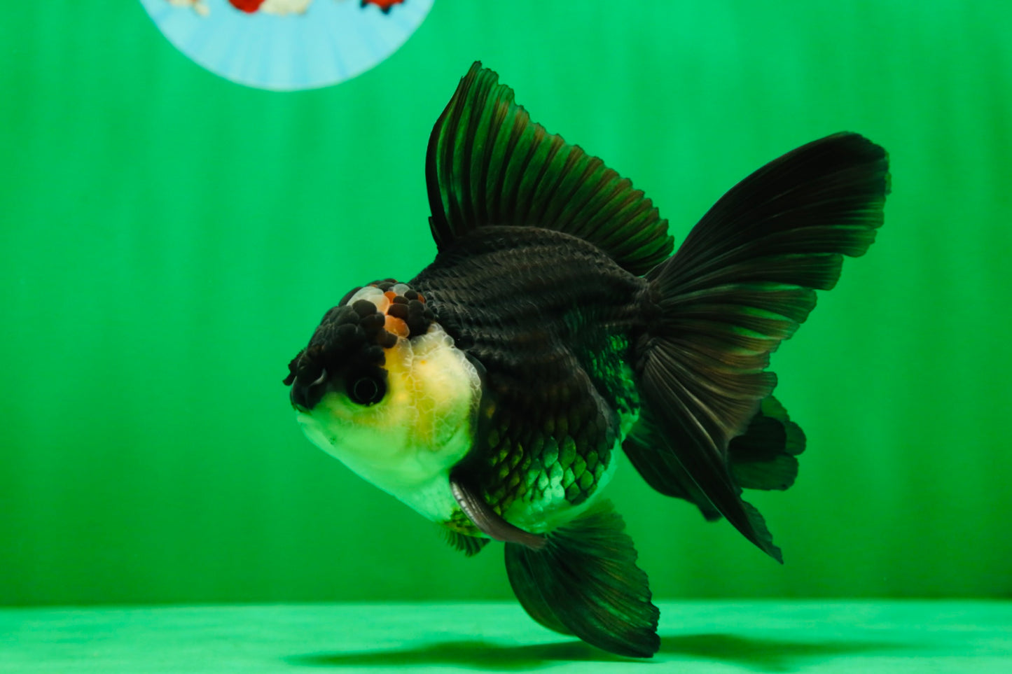 [SINGLE] Panda Oranda Male 4.5-5 inches #082225SO_06