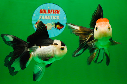 [COUPLE] Tricolor Male & Panda Female Oranda 4.5 inches #101025CO_02