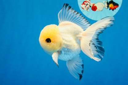 [SINGLE] Tricolor Oranda Male 4.5-5 inches #030626SO_05
