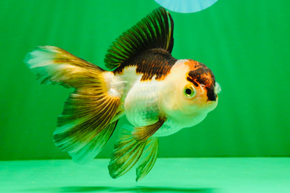 [SINGLE] Tricolor Oranda Female 4.5 inches #112125SO_08